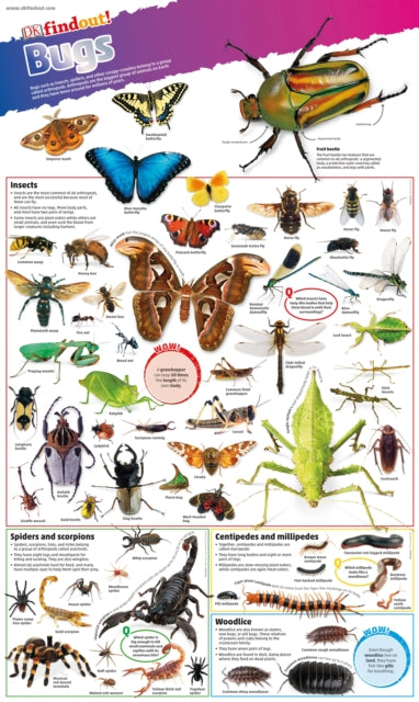 DKfindout! Bugs Poster-9780241295823