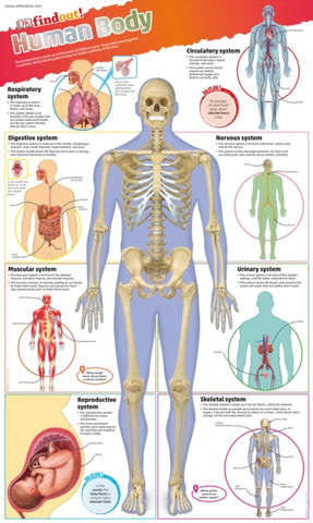 DKfindout! Human Body Poster-9780241295830